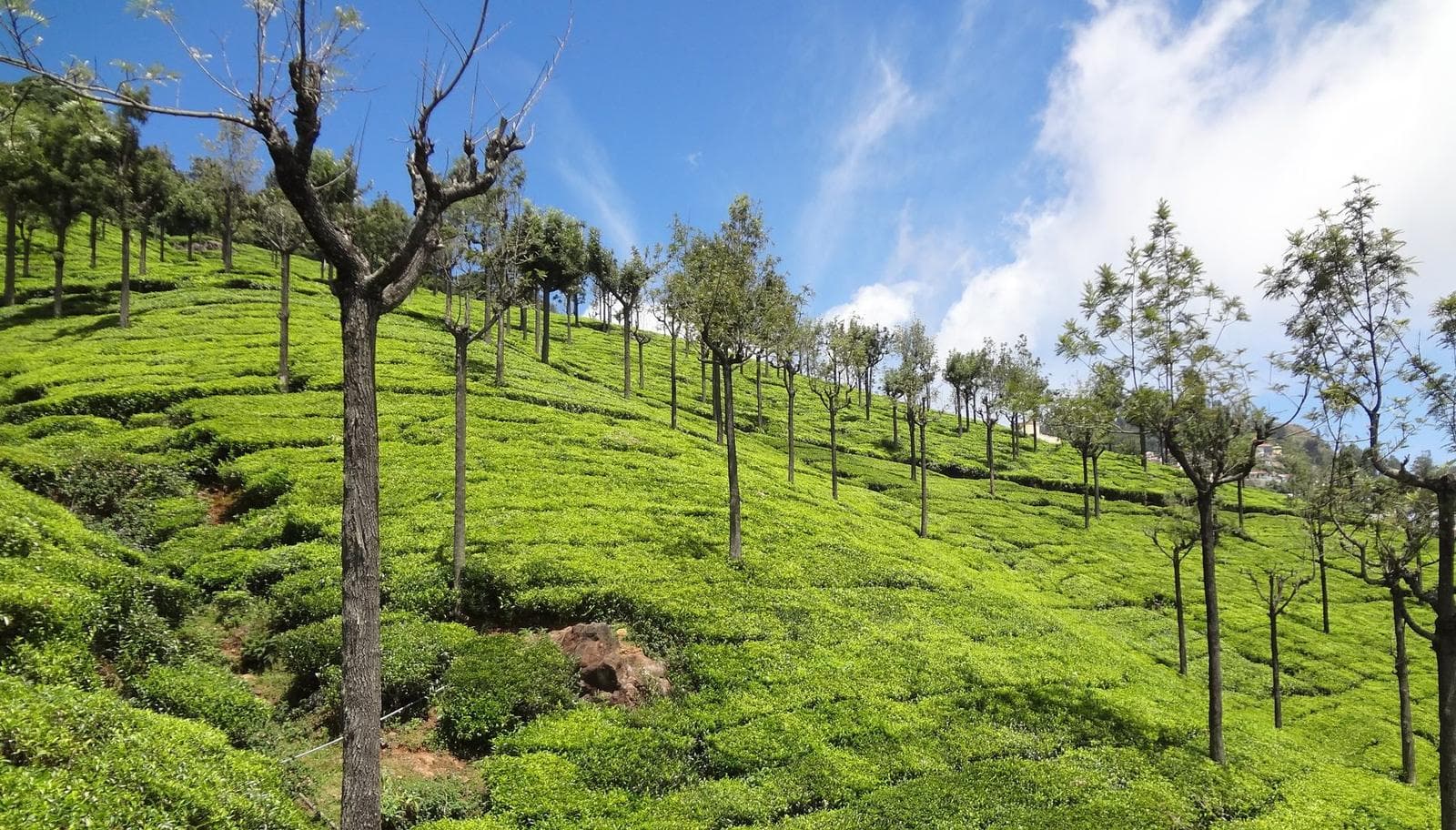 Tea plantations on the slopes of Doddabetta, Ooty, Tamil Nadu